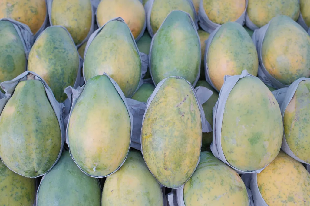 Papaya